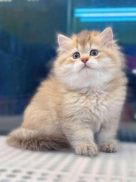 British Longhair