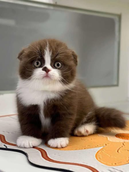 Scottish Fold