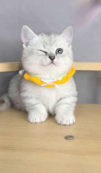 Munchkin