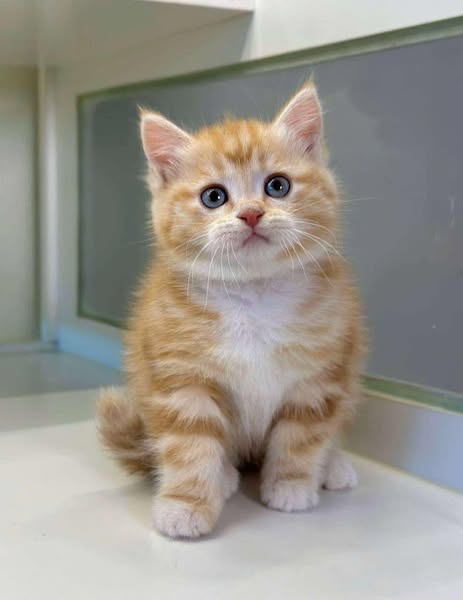 British Shorthair