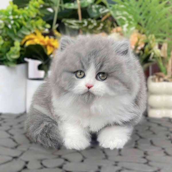British Longhair