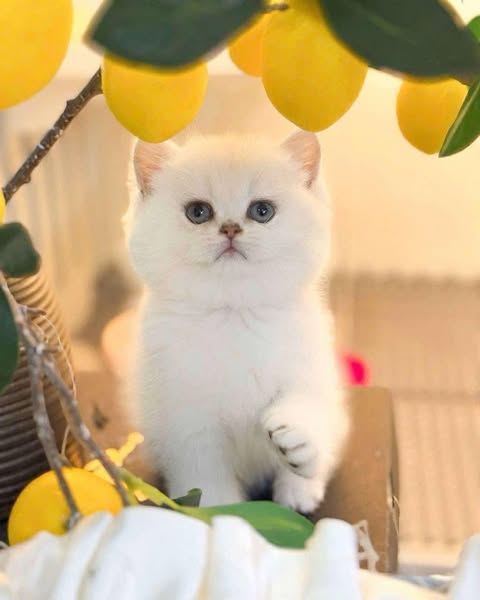 British Shorthair