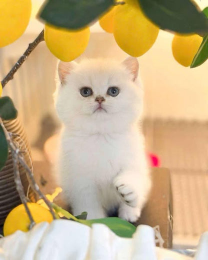 British Shorthair