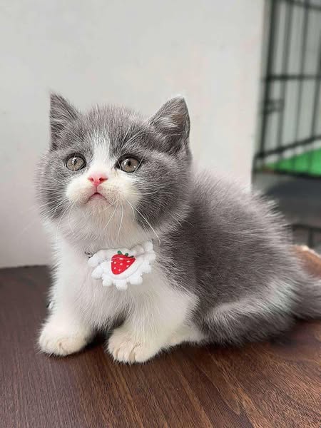 Munchkin