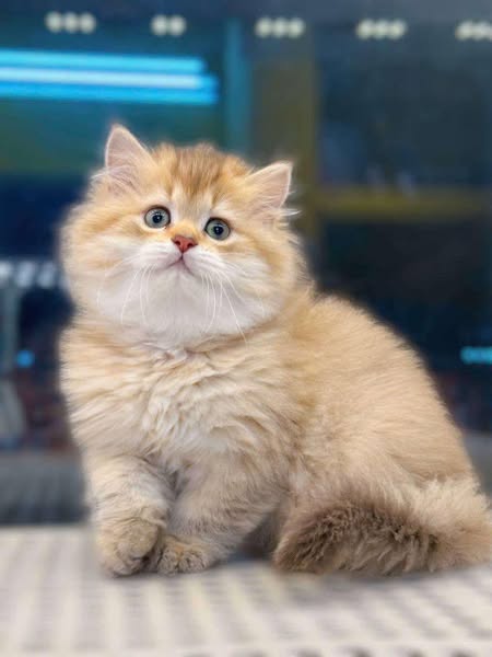 British Longhair
