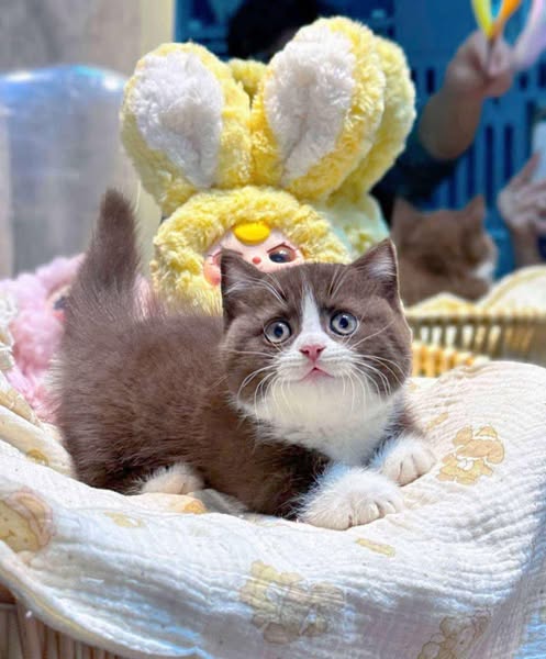 Munchkin