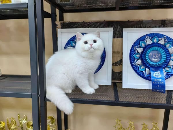 British Shorthair