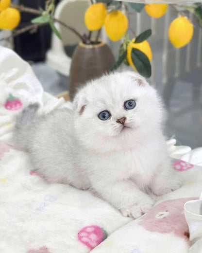 Munchkin Fold
