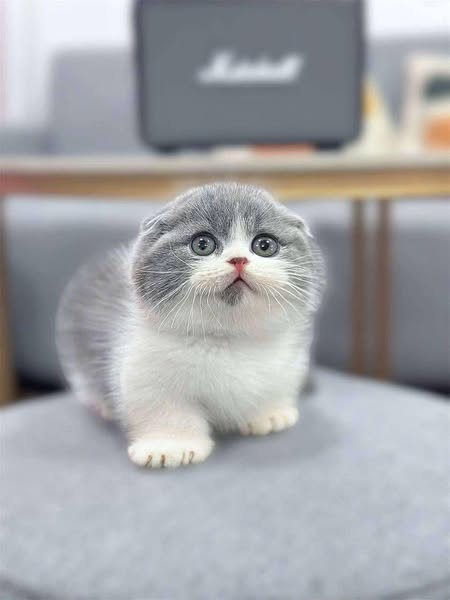 Munchkin Fold
