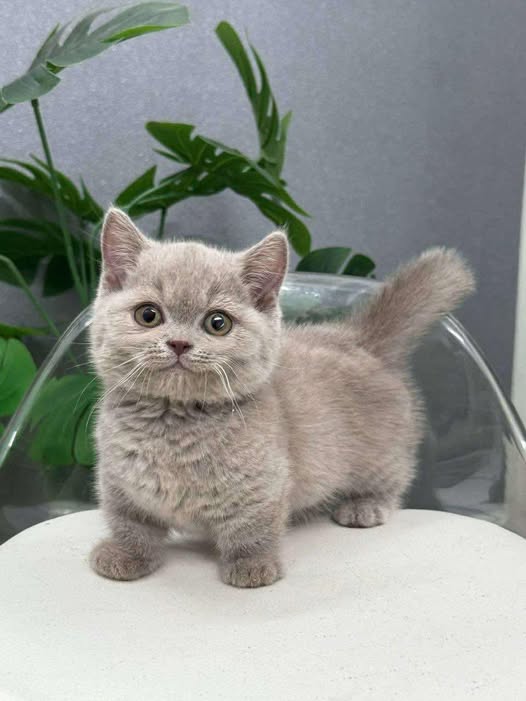 Munchkin
