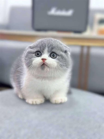 Munchkin Fold