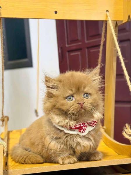 Munchkin Longhair