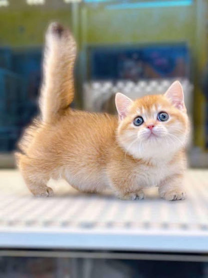 Munchkin