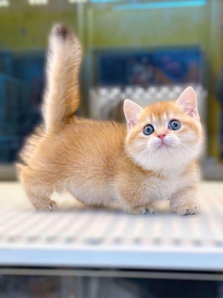 Munchkin