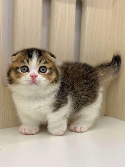 Munchkin Fold