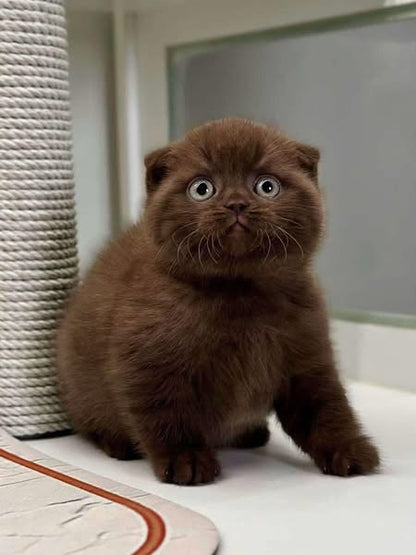 Scottish Fold