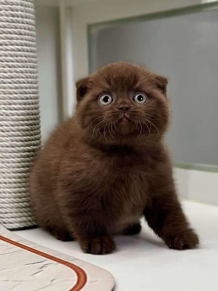 Scottish Fold