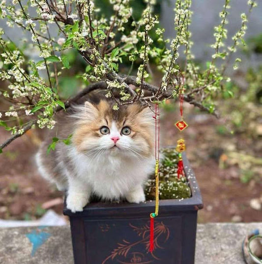 British Longhair