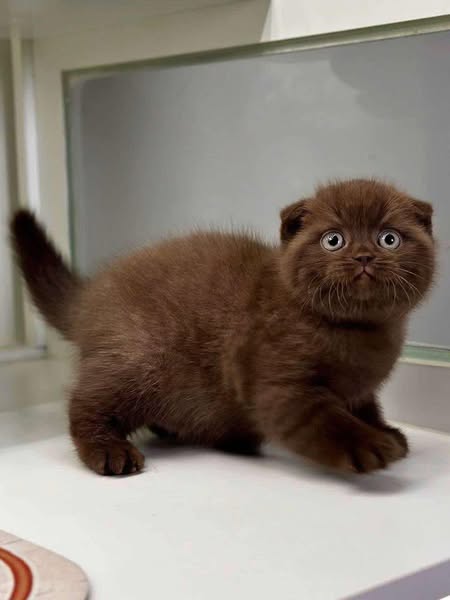 Scottish Fold