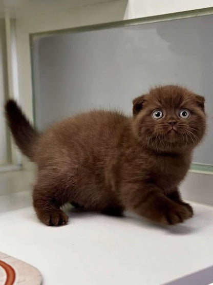 Scottish Fold