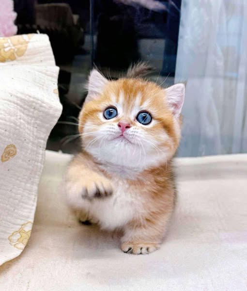Munchkin