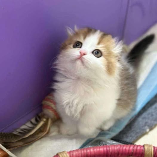 Munchkin Longhair