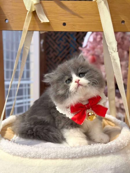 British Longhair