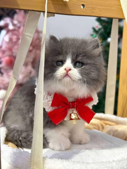 British Longhair