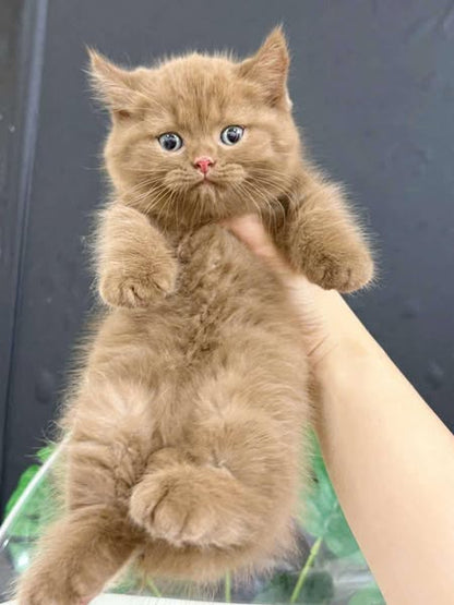 Munchkin