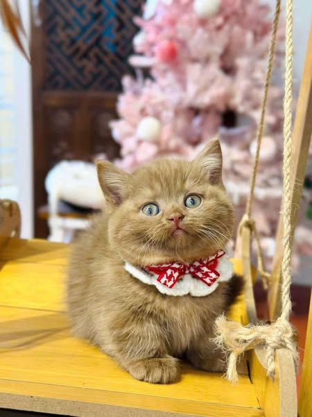 Munchkin