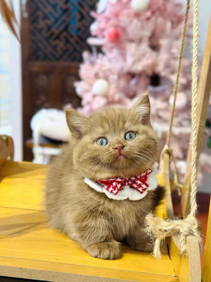 Munchkin