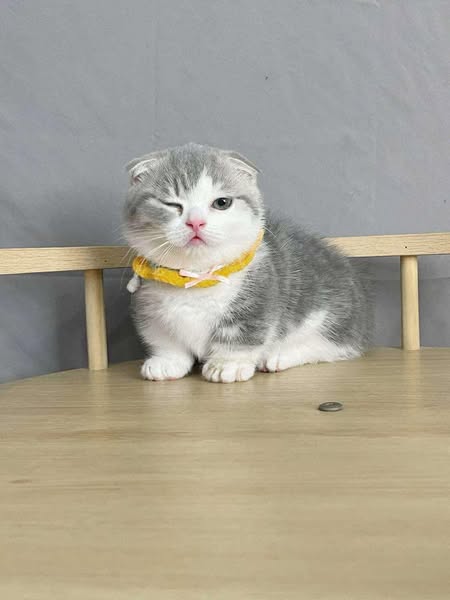Munchkin Fold