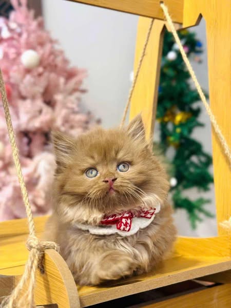 Munchkin Longhair