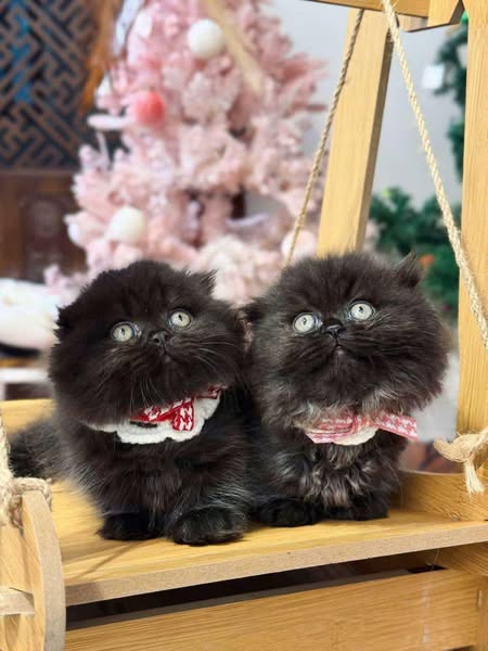 Scottish Fold Longhair