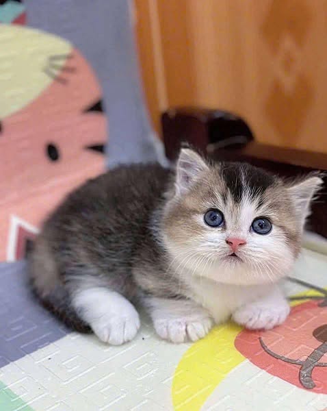 Munchkin