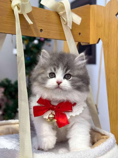 British Longhair