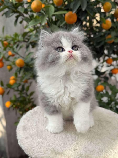 British Longhair