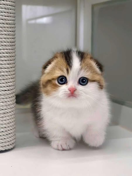 Munchkin Fold