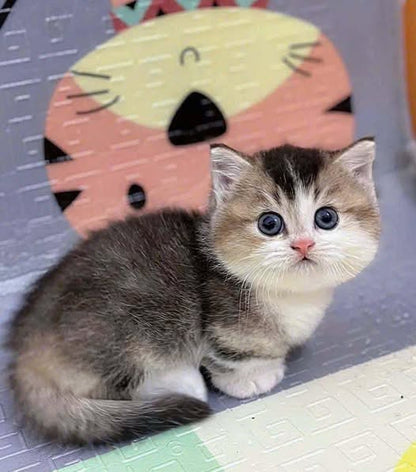 Munchkin