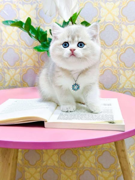 British Shorthair