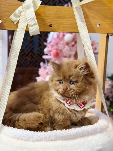 Munchkin Longhair