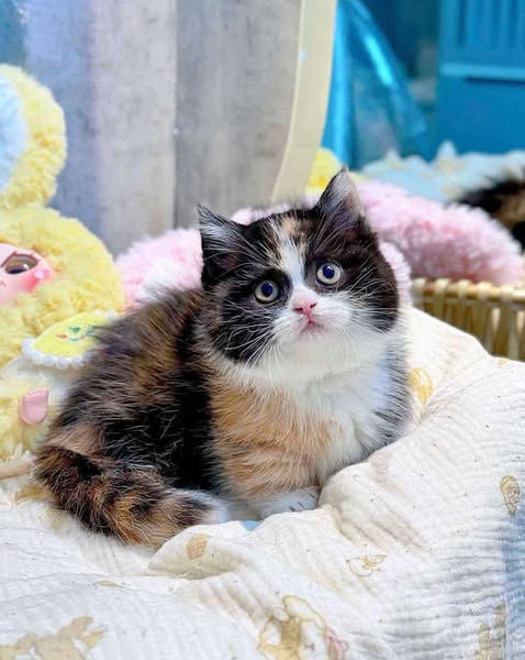 Munchkin