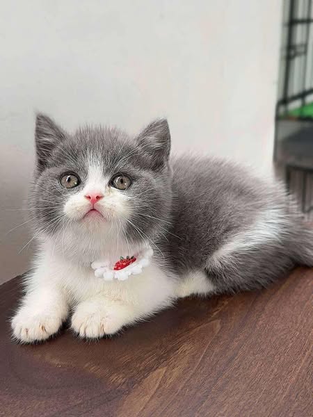 Munchkin