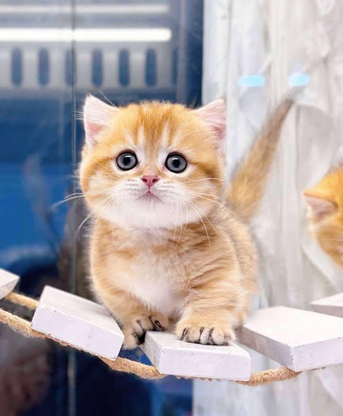 Munchkin