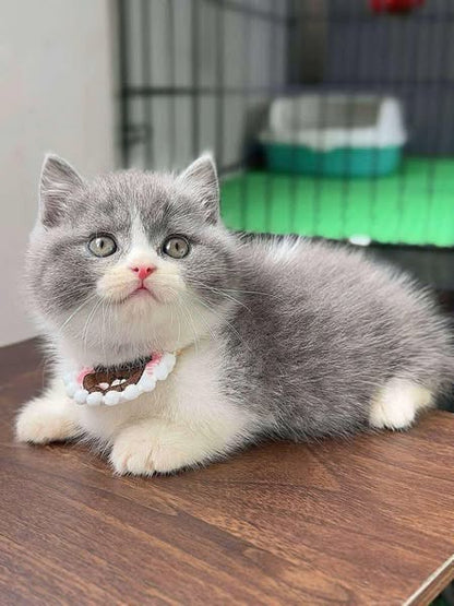 Munchkin