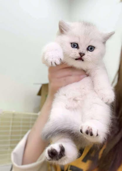British Shorthair