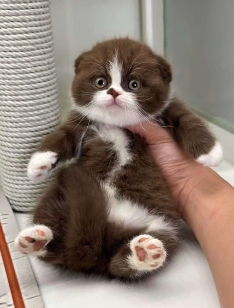 Scottish Fold