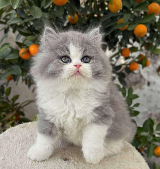 British Longhair