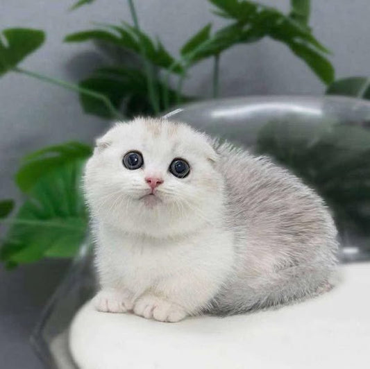 Munchkin Fold