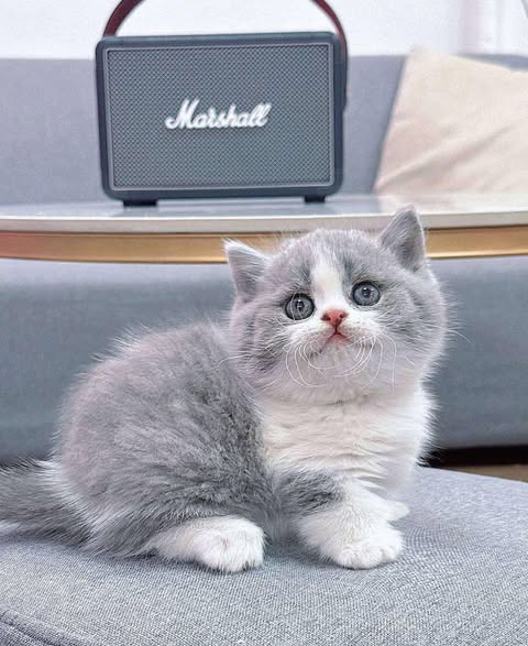 Munchkin